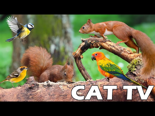 BEST FOR CAT 😸 Relaxing Video Of Squirrel And Bird For Cat To Relax 🐿🦜 Videos To Prevent Boredom 😽