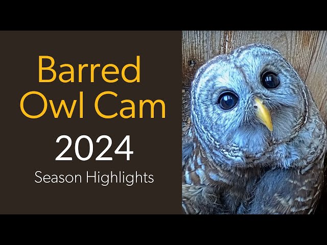 Wild Birds Unlimited Barred Owl Cam 2024 Season Highlights | Cornell Lab