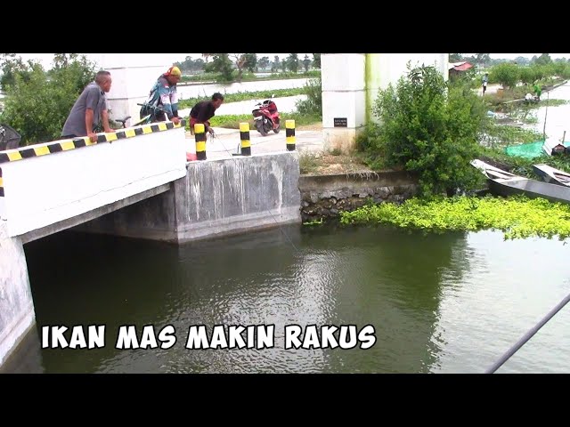 BANJIRAN LAMONGAN! Mancing ikan MAS, TAWES, NILA komplit sat set