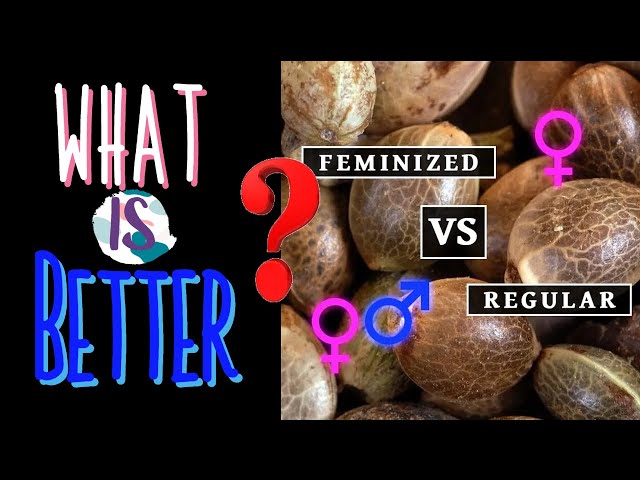 Feminized Seeds or Regular Seeds - Which is Better? And What's the Difference? (Instagram Question)