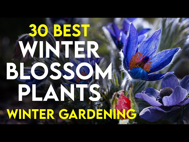 30 Best winter flowering plants in India | winter flowers name | perennial winter flower plants