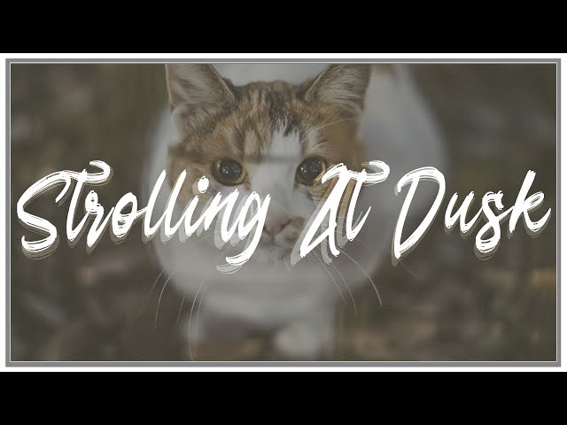 Strolling At Dusk | 夕暮れ時の散歩 | SIGMAfpL ✕  18-50mm F2.8 DC DN  |【Cinematic Vlog #7】 / HDR / UHD