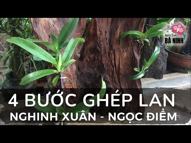 4 Bước Ghép Lan Nghinh Xuân, Ngọc Điểm | Thích Trồng Lan - Vườn Lan Bá Ninh