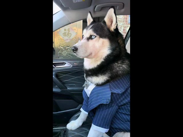 A very clever way to make a wish# husky# adoration debut plan# touching a dog's head during the new