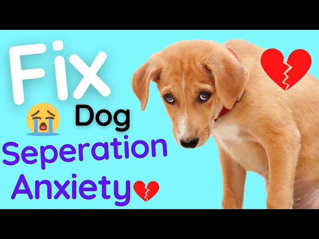 Puppy Separation Anxiety - How To Fix Separation Anxiety With Your Dog