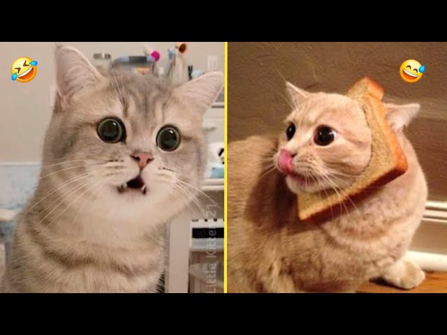 New Funny Cats Videos 😸 New Funniest Animals 2025 🤣