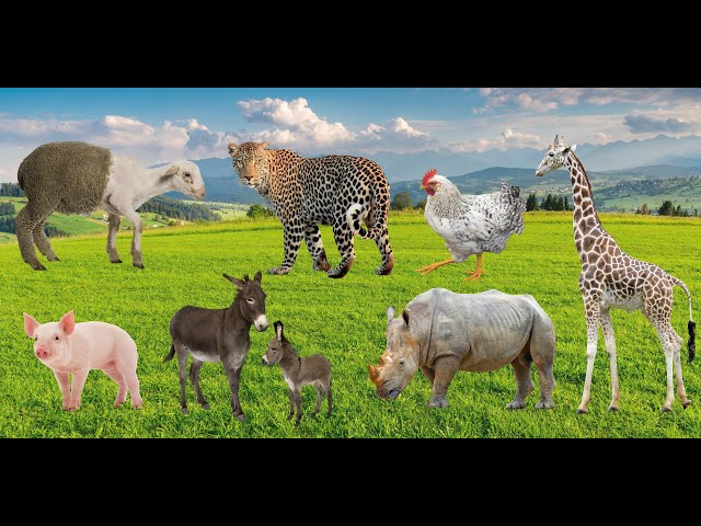 Farm Animals: Cow, Horse, Sheep, Chicken, Duck, Rabbit, Dog...Animal Sounds