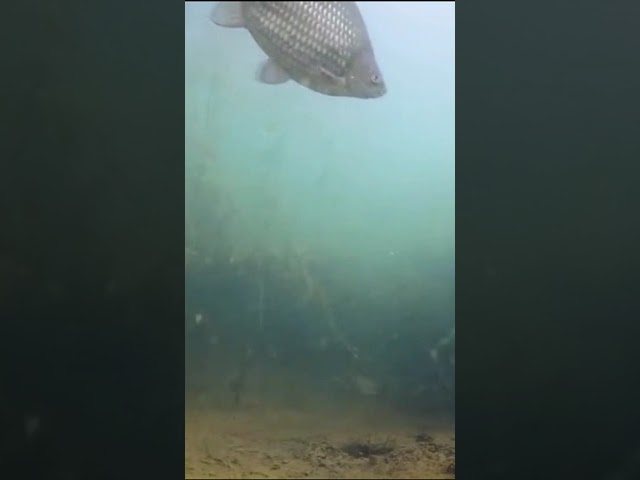 Perch and crucian carp under water