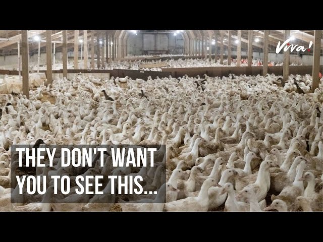 Here's What Really Goes on in UK Duck Farms