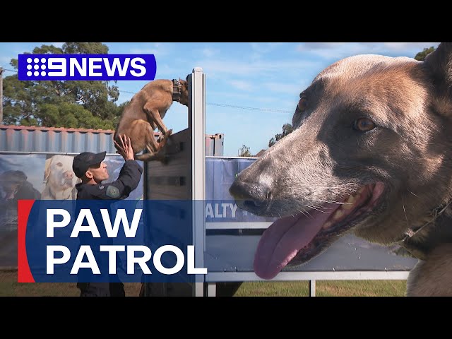 Sydney's new $7.2 million police dog unit facility | 9 News Australia