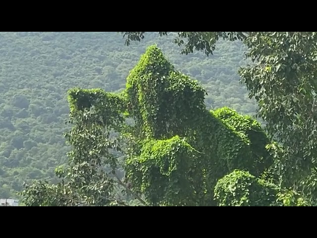 విశాఖ లో ప్రకృతి వినాయకుడు వెలిశాడు | lord ganesh