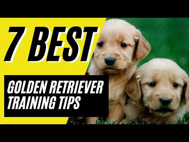 7 BEST Golden Retriever Puppy Training Tips and Best Practices