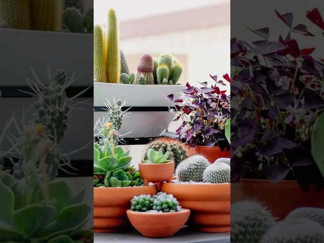 Uncover Indoor Plants Decoration Hacks for Cozy Living Spaces