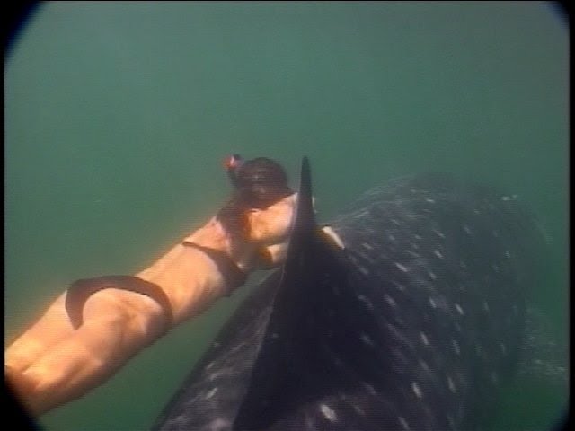 Clips from Shark Documentary 1990s PT 1