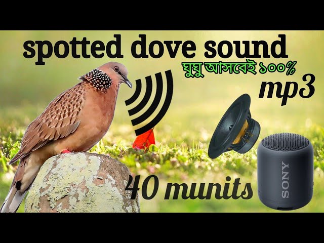 ঘুঘু পাখির ডাক mp3/spotted dove calls/Dove bird sound/indian dove sound#bmmedia1