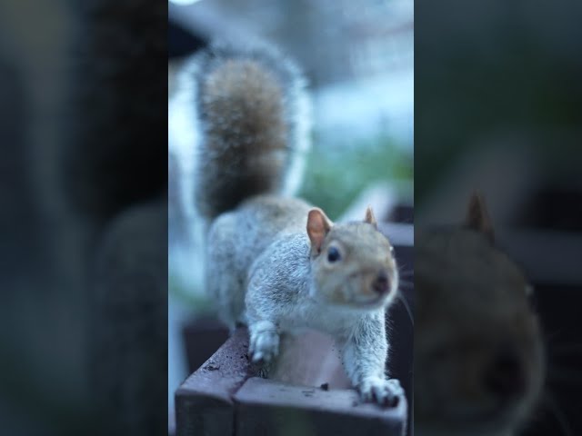 Squirrel at London bridge station having tea break #londonlife #londonwinters #travel #towerbridge