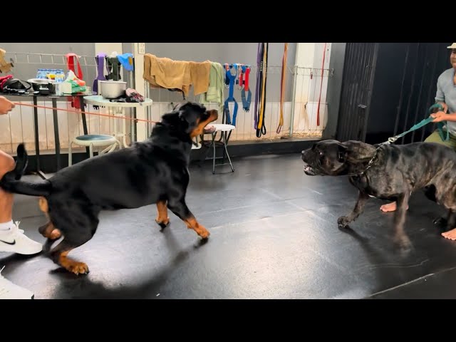 ROTTWEILER VS CANE CORSO ‼️ DEVELOPMENT OF MUSSO'S CHILD