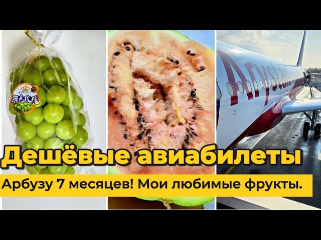 Купил дешёвые билеты на самолет. Арбузу 7 месяцев 🍉 не дожил до 14 февраля! @Alexey_kossykh