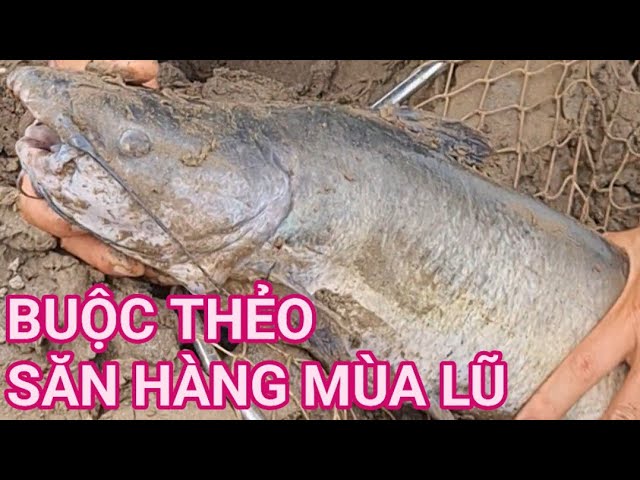 CÁCH BUỘC THẺO VÀ DÙNG CHÌ 100 G SĂN HÀNG MÙA LŨ#caucasong#fishing