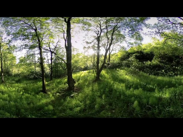 Majestic Forest - 360 Video [Royalty Free Stock Footage] $350 [4K VR Stereoscopic 3D]