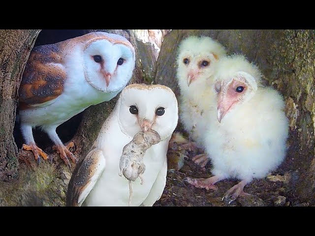 Lone Barn Owl Chick Gets New Rescued Sibling | Full Story | Gylfie & Dryer | Robert E Fuller