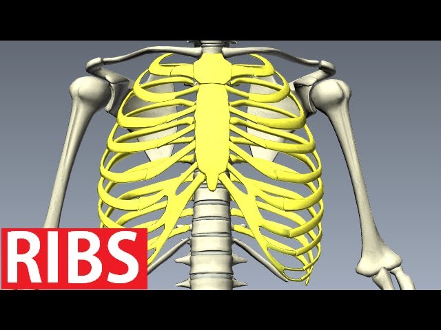 Rib Cage Anatomy - Bones of the Thoracic Wall (Costae)