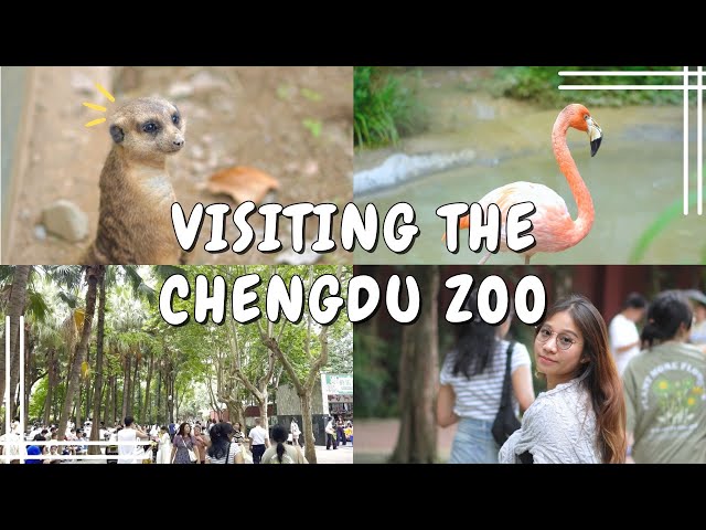 FIRST TIME GOING TO THE ZOO IN CHINA | CHENGDU ZOO | WALKING AROUND CHENGDU #2