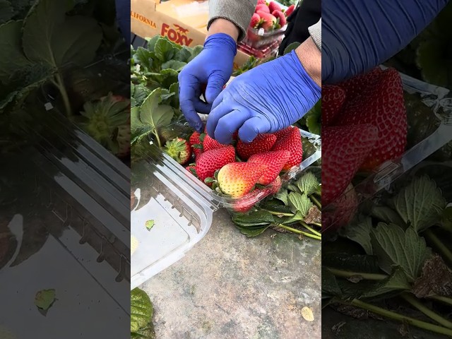 𝘼𝙥𝙧𝙚𝙣𝙙𝙞𝙚𝙣𝙙𝙤 𝙖 𝙀𝙢𝙥𝙖𝙘𝙖𝙧 𝙛𝙧𝙚𝙨𝙖𝙨🍓😱😱😱 #agricultura #strawberry #berries #oxnard #california #agricultura