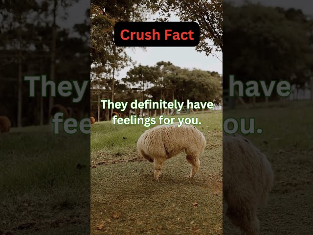 If they blush when you're around 102 #factshorts #crushfact  #subscribe #shorts  @factvideos.x