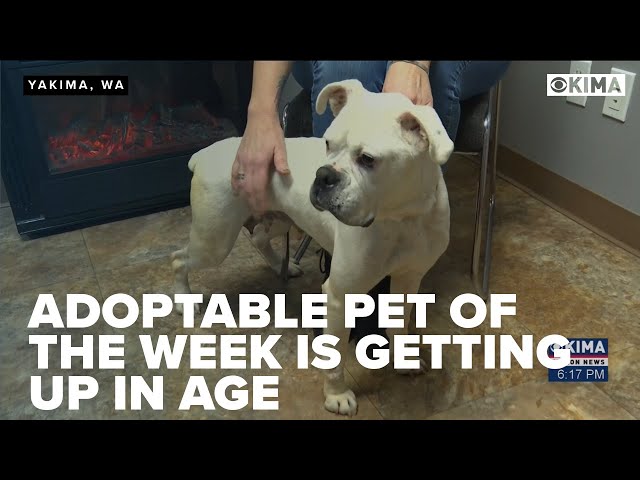 Adoptable Pet of the Week is Getting up there in Age but is full of life.