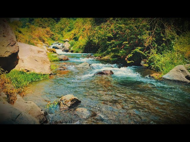 🔴Fall Asleep in 5 Minutes | Relaxing River Sounds for Calm and Focus | Peaceful Nature Ambience