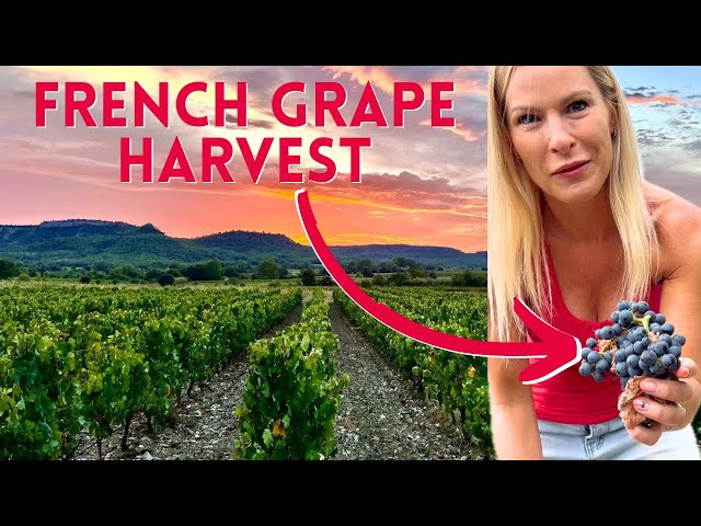 Experience the Magic of Vendanges 2024: French Grape Harvest & Wine Making in Scenic Southern France