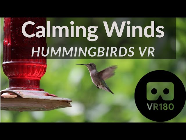 Summertime HummingBirds - VR180