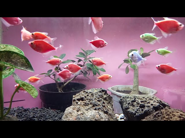 Relaxing Aquarium Ambience: Colorful Fish and Peaceful Vibes