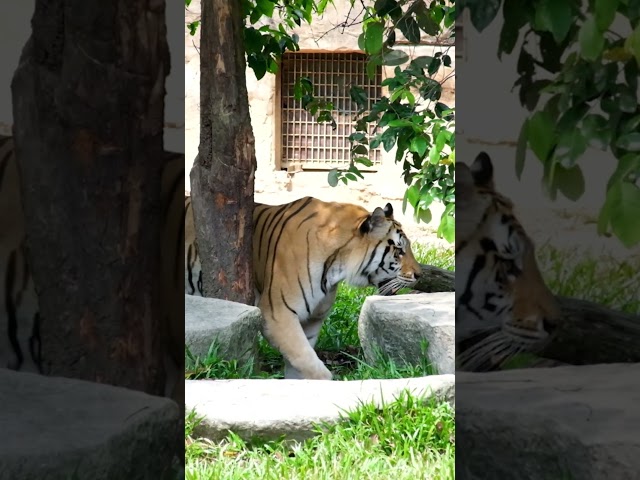 Fun Fact: Tigers have Fingerprints #trending #trendingshorts #viralvideo #funny #nature #shorts