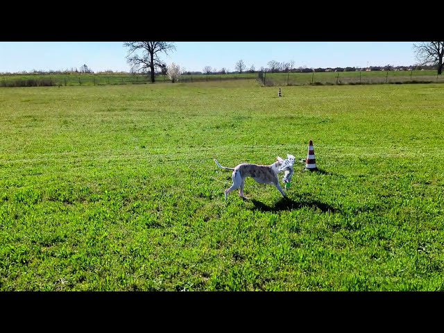 Ico - Whippet M [Allenamento Coursing]