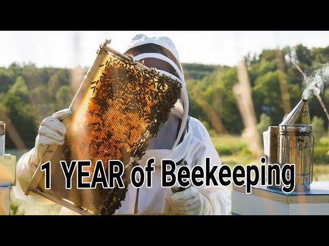 Becoming a Beekeeper - Day 1 till Day 365 - my first Honey Harvest - 1 year of Keeping bees