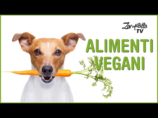 Cibo Vegano per cani e gatti - Una buona scelta?