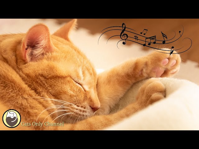 Deep Relaxation Music for Cats - Peaceful Piano Music to Calm Cats