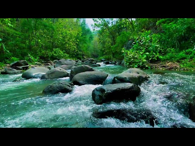 🌊 Tranquil River Sound | Sleep Therapy & Stress-Free Relaxation with Water Ambience