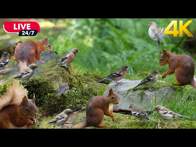 🔴  24/7 Cat TV LIVE : Birds and Squirrels for Cats to Watch😺 Playing in the Forest 4K