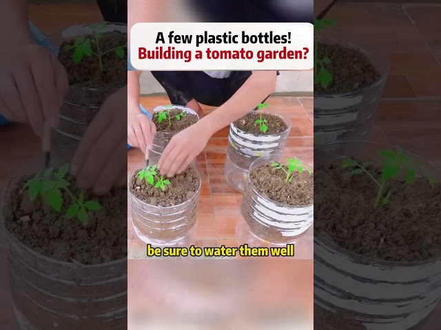 How to Build Your Own Tomato Garden Using Plastic Bottles!