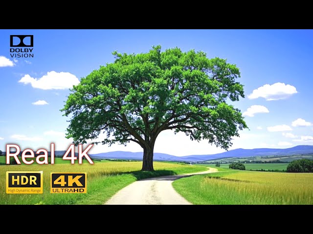 The Craziest OLED Test in 4K HDR 60FPS - Dolby Vision, #4k #8k #nature