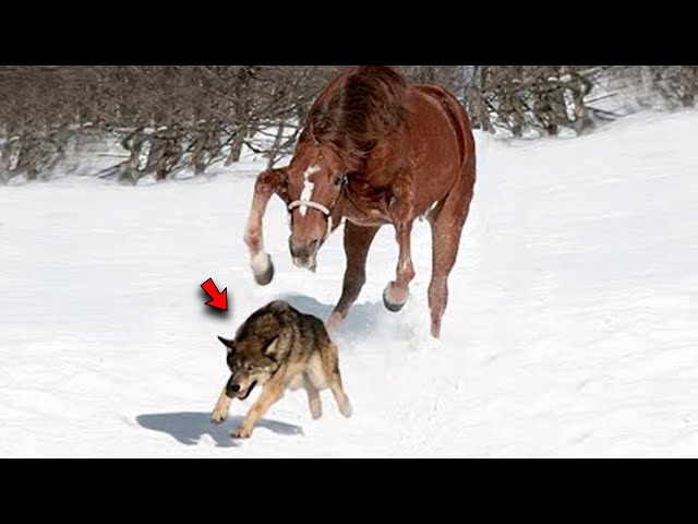 Pack Of Wolves Surrounded The Horse, But The Horse Knew Exactly What To Do!