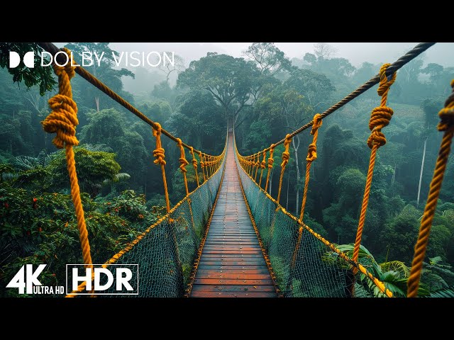 JAW DROPPING 4K 60FPS HDR - Dolby Vision (4K Video)