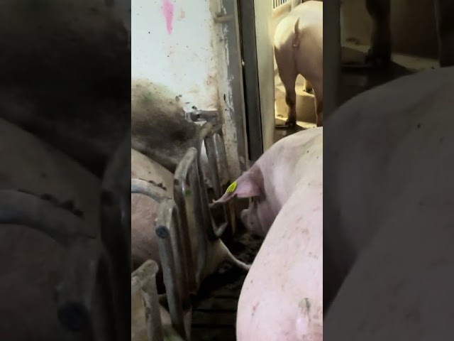 Epic Pig Farm Life You Won’t Believe #shorts