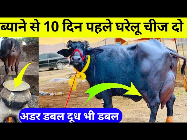 ब्याने से 10 दिन पहेल ये चीज खिला दो।दूध/लेवटी डबल करलो👌no-1 formula udder vitamin (H)