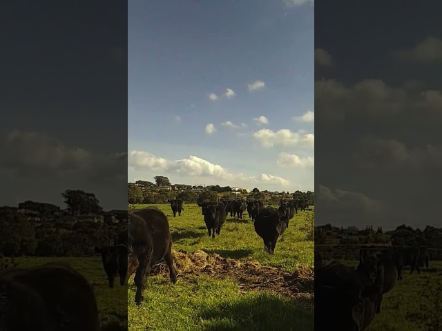 # Angus steers accidentally filmed in slow motion.