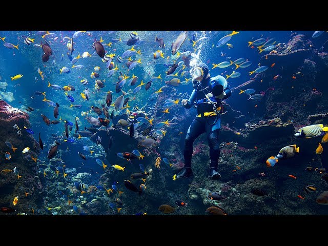 Live Coral Reef Cam | California Academy of Sciences