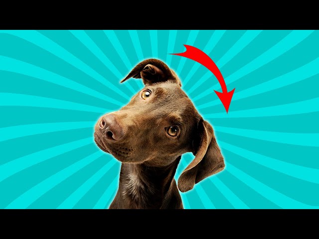 Sounds That Make Dogs Tilt Their Head Left & Right